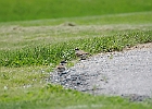 Killdeer