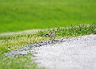 Killdeer