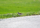 Killdeer