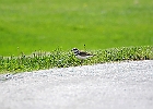 Killdeer
