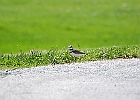 Killdeer