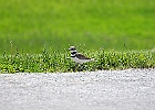 Killdeer