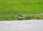 Killdeer
