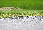 Killdeer