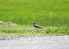 Killdeer