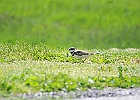Killdeer