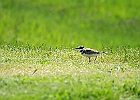 Killdeer