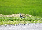 Killdeer
