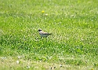 Killdeer