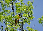 Baltimore Oriole