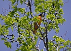 Baltimore Oriole