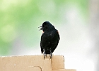 Baltimore Oriole