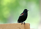 Baltimore Oriole