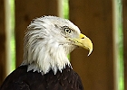 Bald Eagle (Captive)