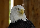 Bald Eagle (Captive)