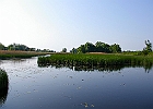The Marsh