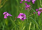 Phlox paniculata - Fall Phlox, Garden phlox