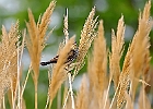 Red-winged Blackbird (Female)