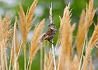 Red-winged Blackbird (Female)