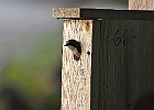 Tree Swallow