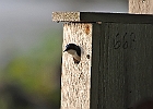 Tree Swallow