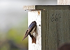 Tree Swallow