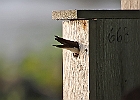 Tree Swallow