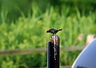 Brown-headed Cowbird (Male)
