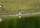 Killdeer
