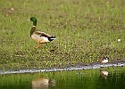 Killdeer &#38; Mallard (Male)