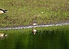 Killdeer