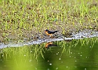 Barn Swallow