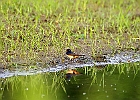 Barn Swallow