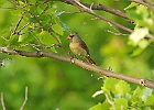 Northern Cardnal (Female)
