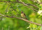 Northern Cardnal (Female)