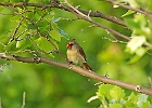 Northern Cardnal (Female)