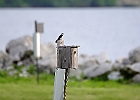 Tree Swallow (Juvenile)