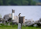 Tree Swallow (Juvenile)