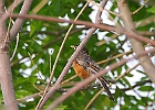 American Robin