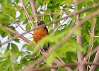 American Robin