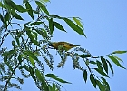 Yellow Warbler