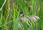 Barn Swallow