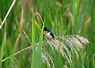 Barn Swallow