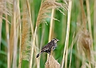 Red-winged Blackbird (Female)