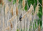Red-winged Blackbird (Female)