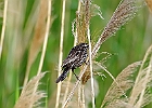 Red-winged Blackbird (Female)