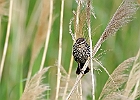 Red-winged Blackbird (Female)