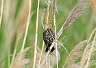 Red-winged Blackbird (Female)