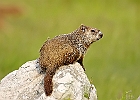 Groundhog