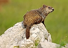 Groundhog